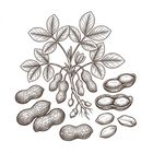 Vintage botanical line art drawing of peanuts and leaves