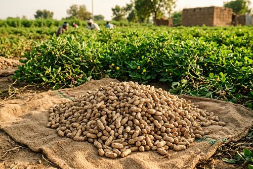 Freshly harvested peanuts piled on burlap at an Indian farm
